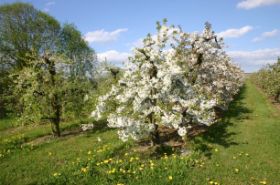 Obstblüte in Kluftern.JPG